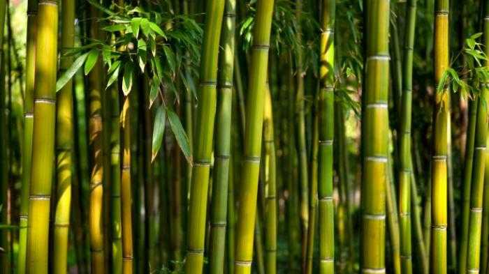 bambu patil lele